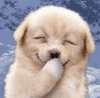 chien qui rigole.gif