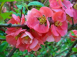 250px-Chaenomeles_japonica_003.JPG